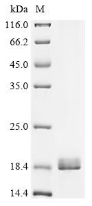 Oleosin L, Sesamum indicum, recombinant