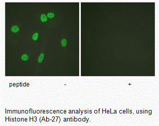 Anti-Histone H3 (Ab-27)