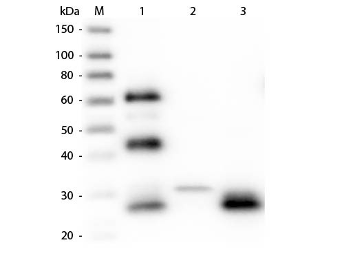 Anti-Chicken IgG F(ab&#039;)2 [Rabbit] Fluorescein conjugated