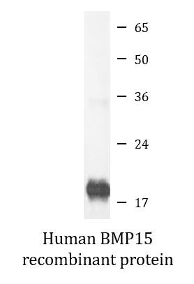 Human BMP15 recombinant protein (Active)