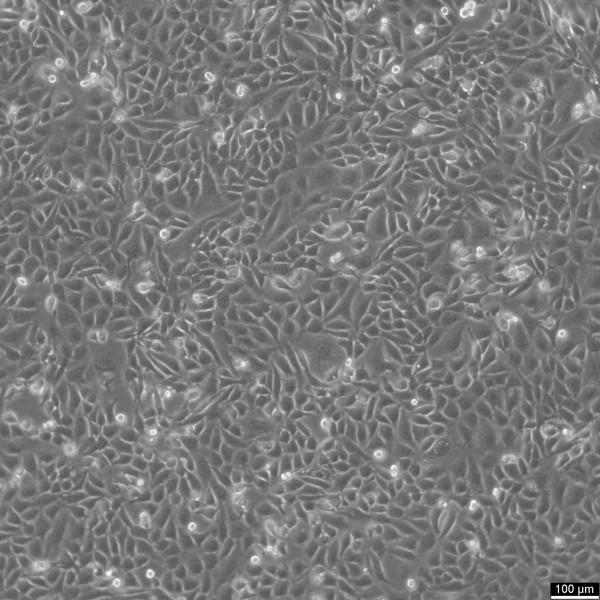 ID8 Cells