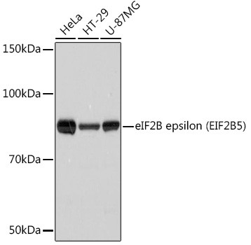 Anti-eIF2B epsilon (EIF2B5)