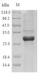 Major pollen allergen Art v 1, Artemisia vulgaris, recombinant