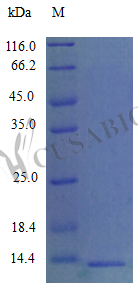 C-C motif chemokine 9 protein (Ccl9) (Active), mouse, recombinant