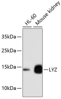 Anti-LYZ
