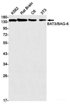 Anti-Recombinant BAT3, clone R04-1C1