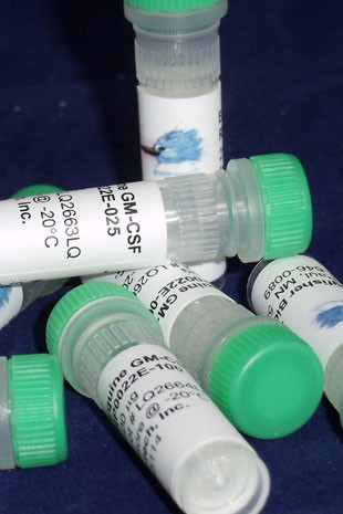 GM-CSF (CSF-2), equine recombinant (reqGM-CSF)