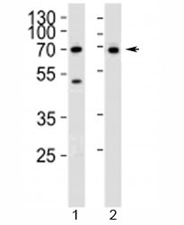 Anti-CD46