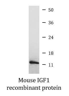 Mouse IGF1 recombinant protein (Active)