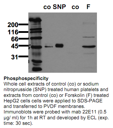 Anti-phospho-VASP (Ser239), clone 22E11