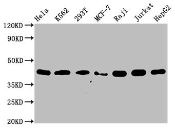 Anti-HNRNPC Recombinant Monoclonal, clone 9G1