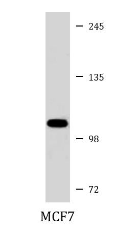 Anti-ACE2, clone 881CT16.4.4