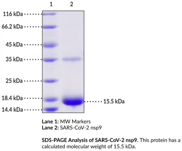 SARS-CoV-2 nsp9 (recombinant)