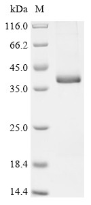 Growth/differentiation factor 15 (Gdf15), mouse, recombinant