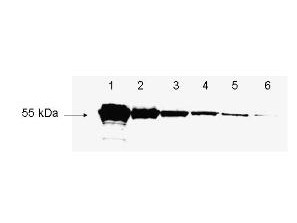 Antibody for the detection of FLAG(TM) conjugated proteins - 600-401-383