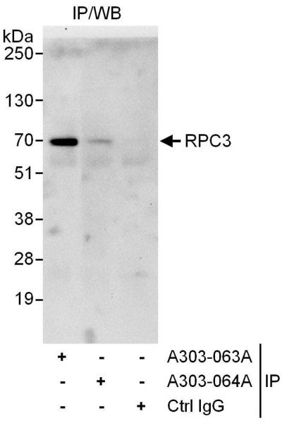 Anti-RPC3