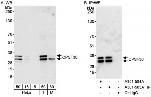 Anti-CPSF30