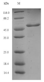 Major allergen Asp f 2 (AFUA_4G09580), Neosartorya fumigata, recombinant