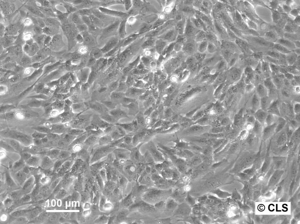 SW-1353 Cells