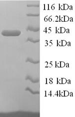 Annexin A1 (Anxa1), mouse, recombinant