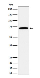 Anti-CDC16 / Cell division cycle protein 16, clone 31C86