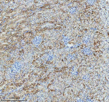 Anti-GLG1 / Golgi apparatus protein 1