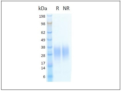 IL-3 HumanKine(R) recombinant human protein