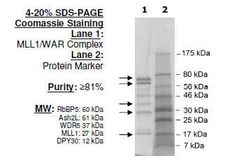 MLL1/WDR5/Ash2L/RbBP5/DPY30 (MLL1/WARD Complex), human recombinant