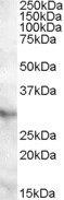 Anti-APOA1BP, C-terminal
