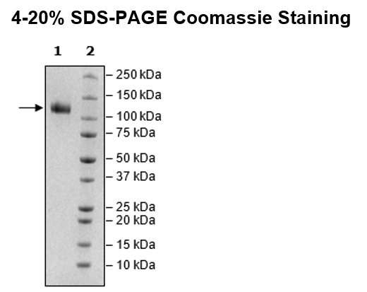 Siglec11, Fc-Fusion (lgG1), Avi-Tag, Biotin-Labeled Recombinant