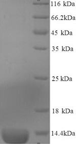 Serum amyloid A-3 protein (Saa3), partial, mouse, recombinant