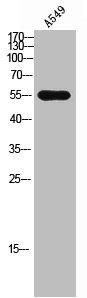 Anti-CD3EAP
