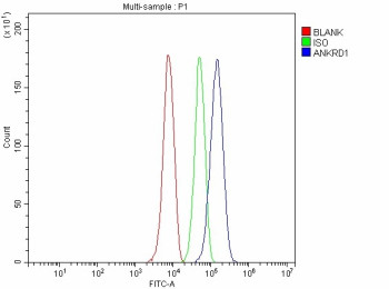 Anti-ANKRD1 / Ankyrin repeat domain-containing protein 1