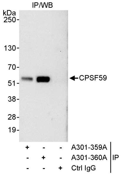 Anti-CPSF59