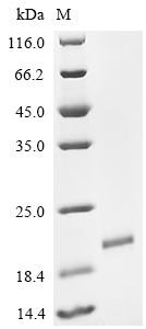 PDGFB protein (PDGFB), Partial, bovine, recombinant