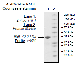TAF1 (1519-1651) , human recombinant, N-terminal GST tag