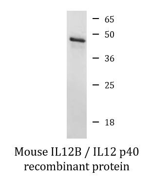 Mouse IL12B / IL12 p40 recombinant protein (Active)