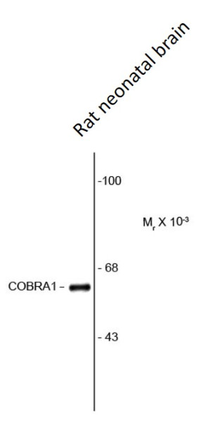 Anti-COBRA1, clone F7E4
