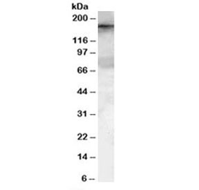 Anti-GEF5