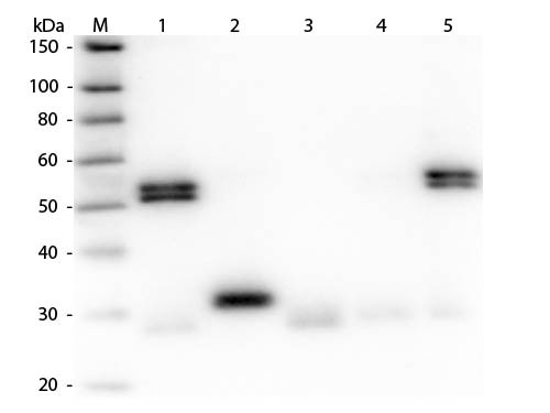 Anti-Rat IgG (H&amp;L) [Goat] Peroxidase conjugated