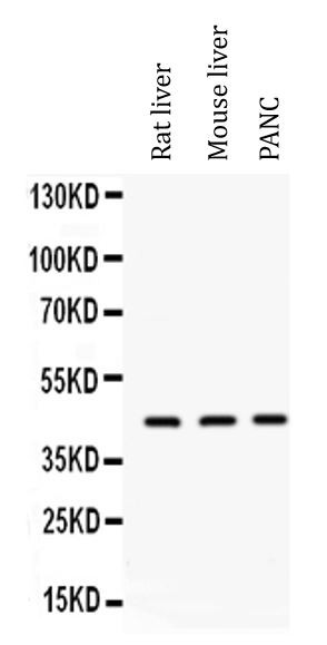 Anti-ORM1 / alpha 1 Acid Glycoprotein