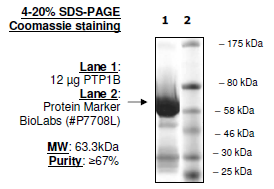 PTP1B(1-321)/PTPN1, active human recombinant protein