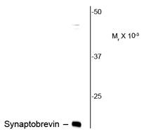 Anti-Synaptobrevin, clone SP10