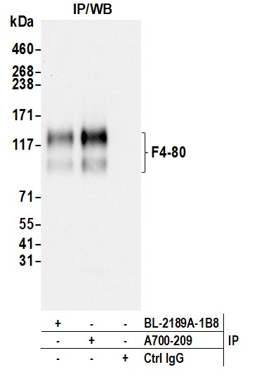 Anti-F4/80 Recombinant Monoclonal