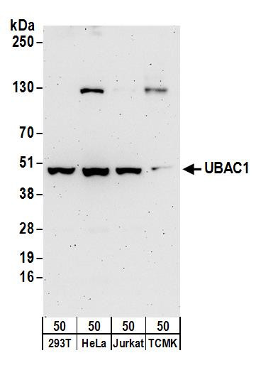 Anti-UBAC1