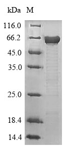 Microtubule-associated protein tau (Mapt), mouse, recombinant