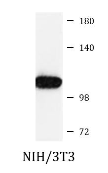 Anti-phospho-eEF2 (Thr56)