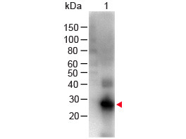 Anti-Human IgG F(c) [Goat] Biotin conjugated F(ab')2 fragment
