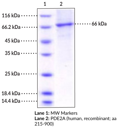 PDE2A (human, recombinant, aa 215-900)