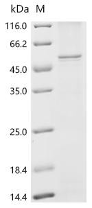 Secretin receptor (SCTR), recombinant human